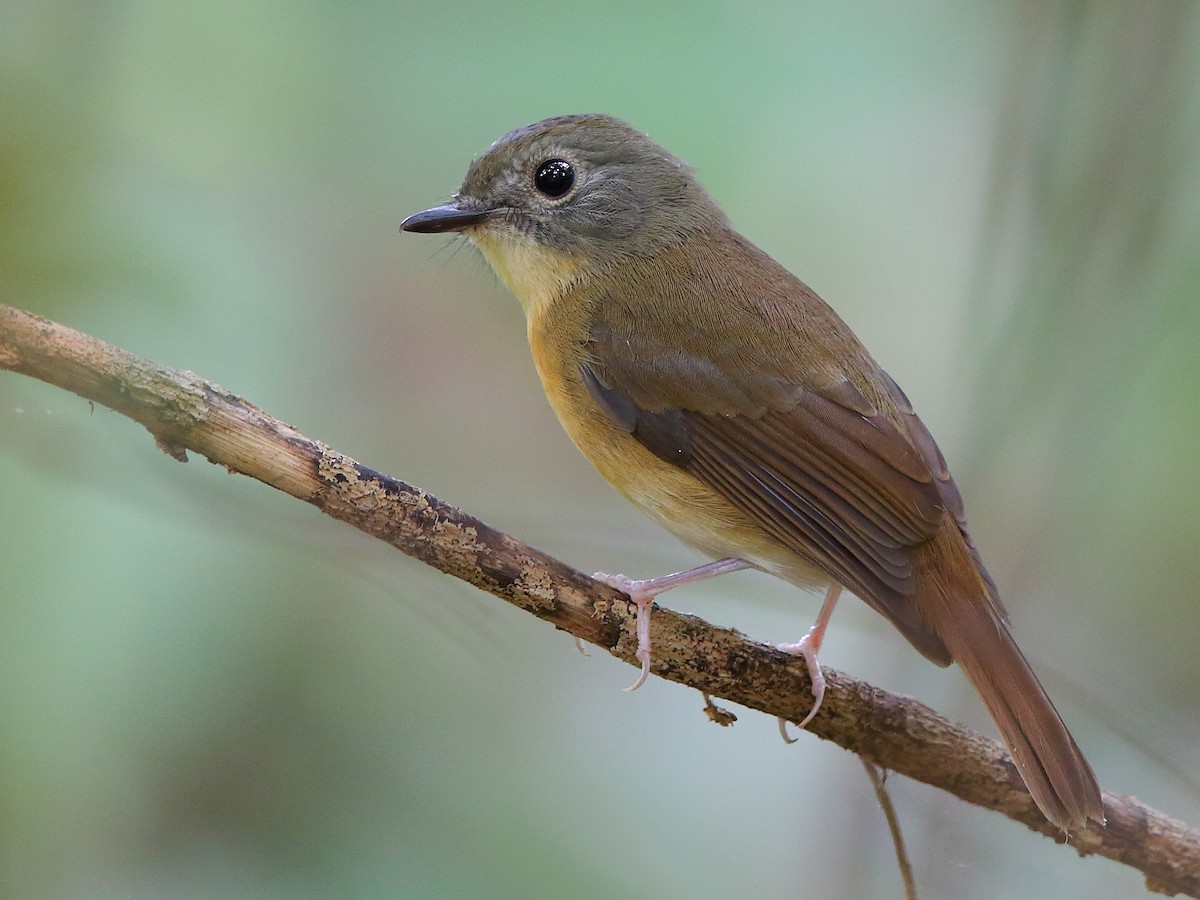 Pale-chinned Flycatcher - Cyornis poliogenys - Birds of the World