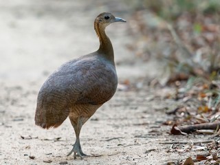  - Solitary Tinamou