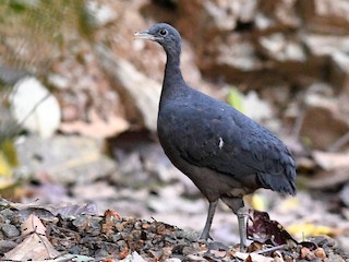 Black Tinamou - Tinamus osgoodi - Birds of the World