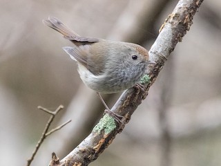  - Tasmanian Thornbill