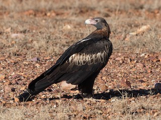  - Wedge-tailed Eagle
