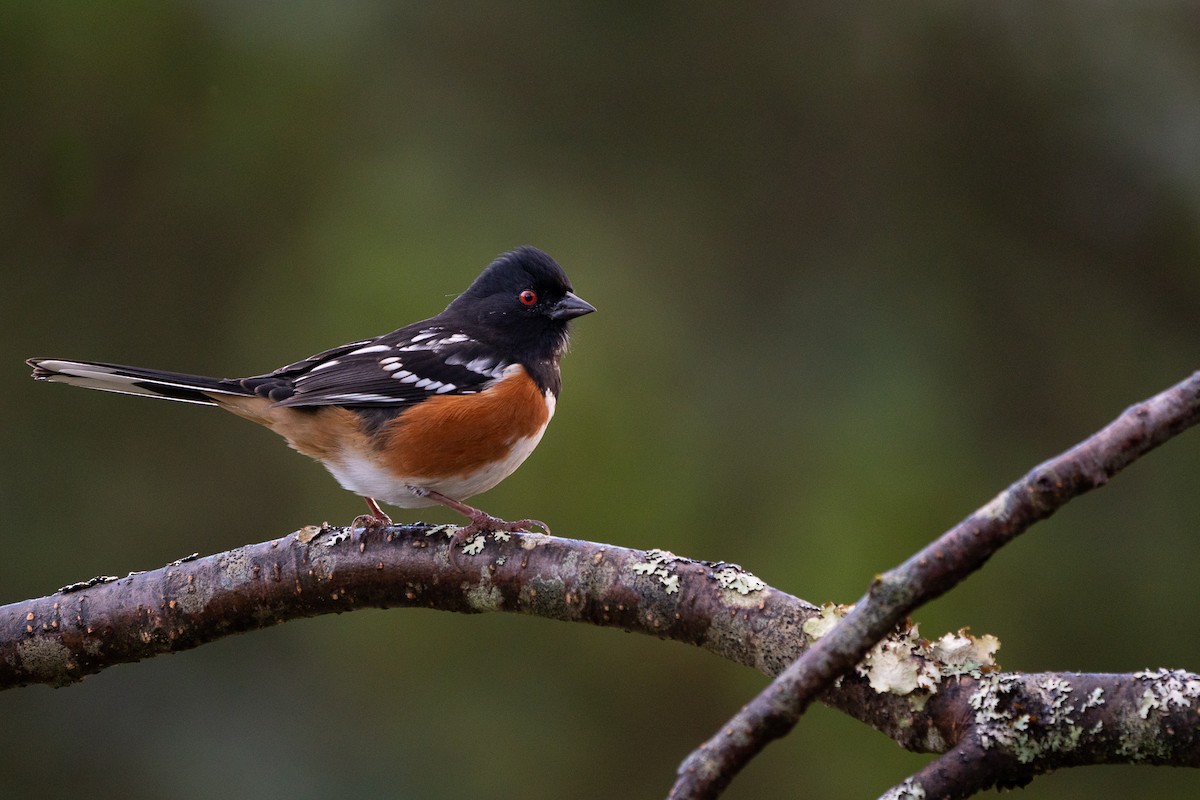 Spotted Towhee - ML388454481