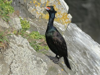  - Red-faced Cormorant