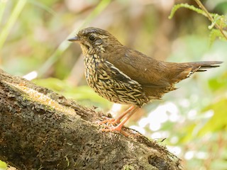  - Rufous-tailed Antthrush