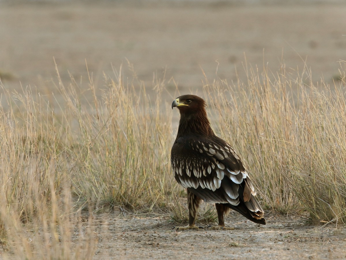 Greater Spotted Eagle - ML388455211