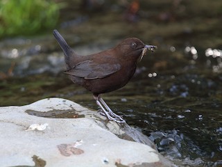  - Brown Dipper