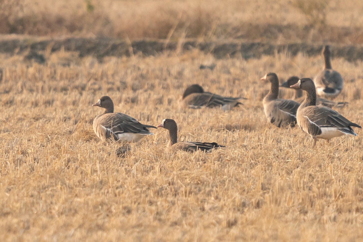 Lesser White-fronted Goose - ML388456591