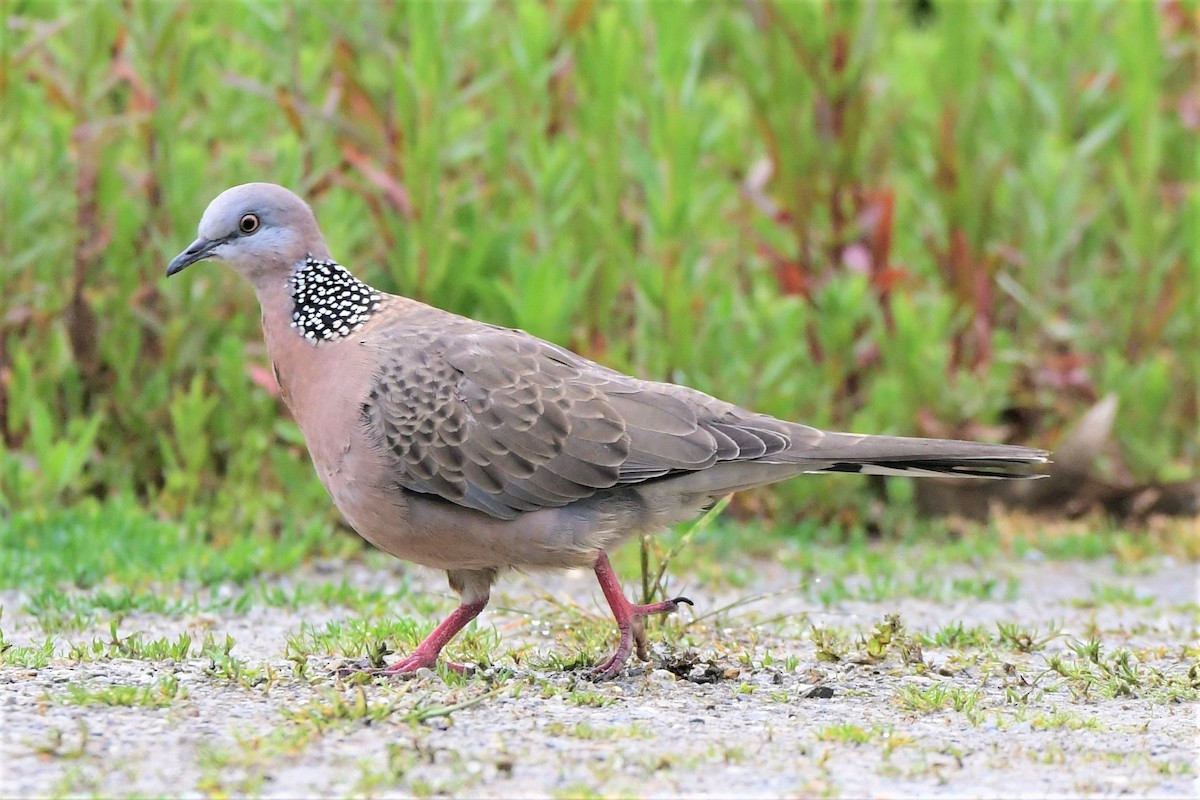 Spotted Dove (Eastern) - ML388458011