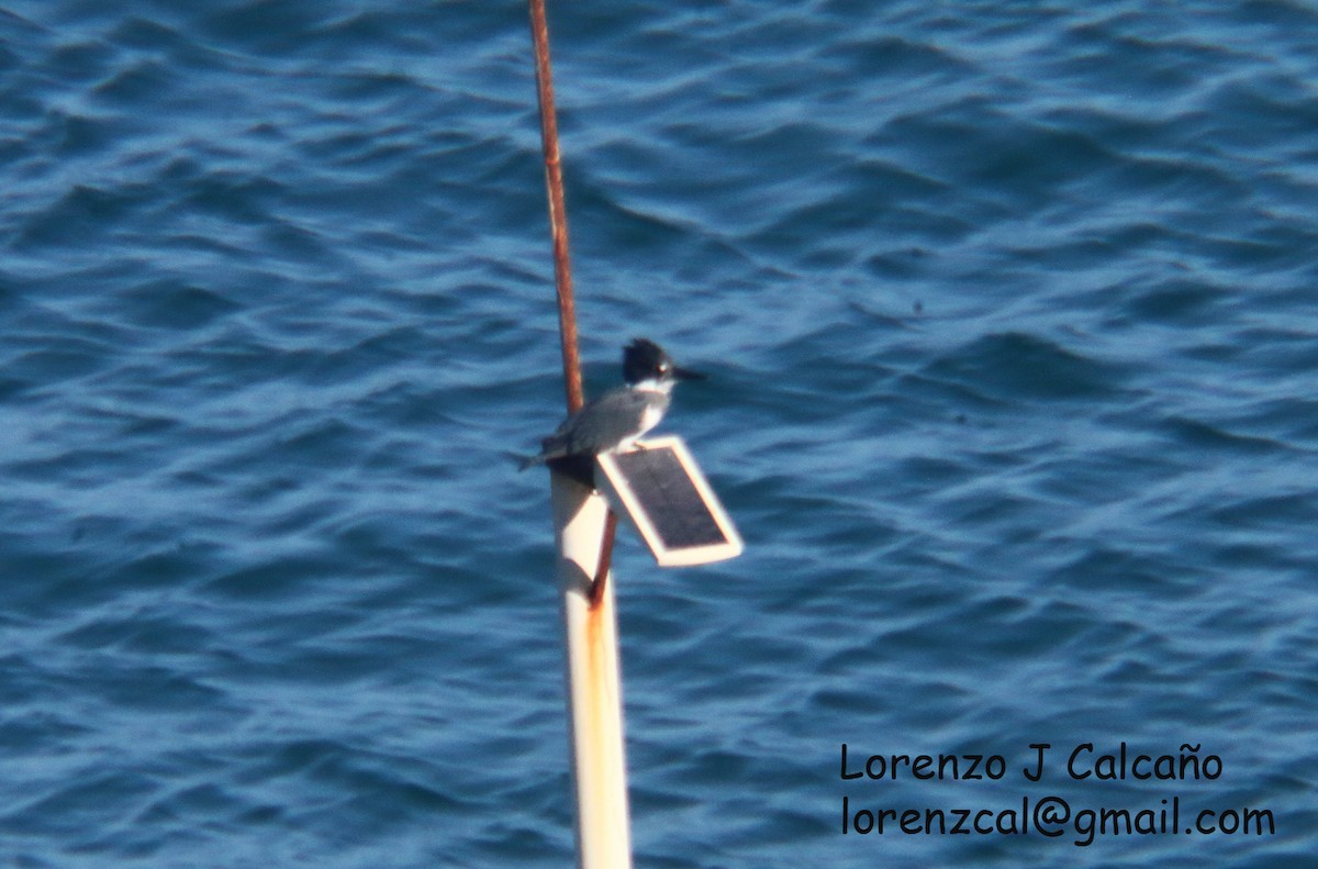 Belted Kingfisher - ML388461541