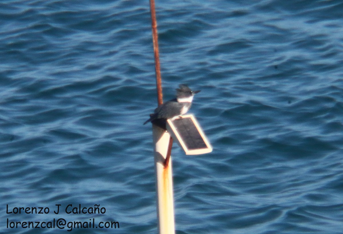 Belted Kingfisher - ML388461551