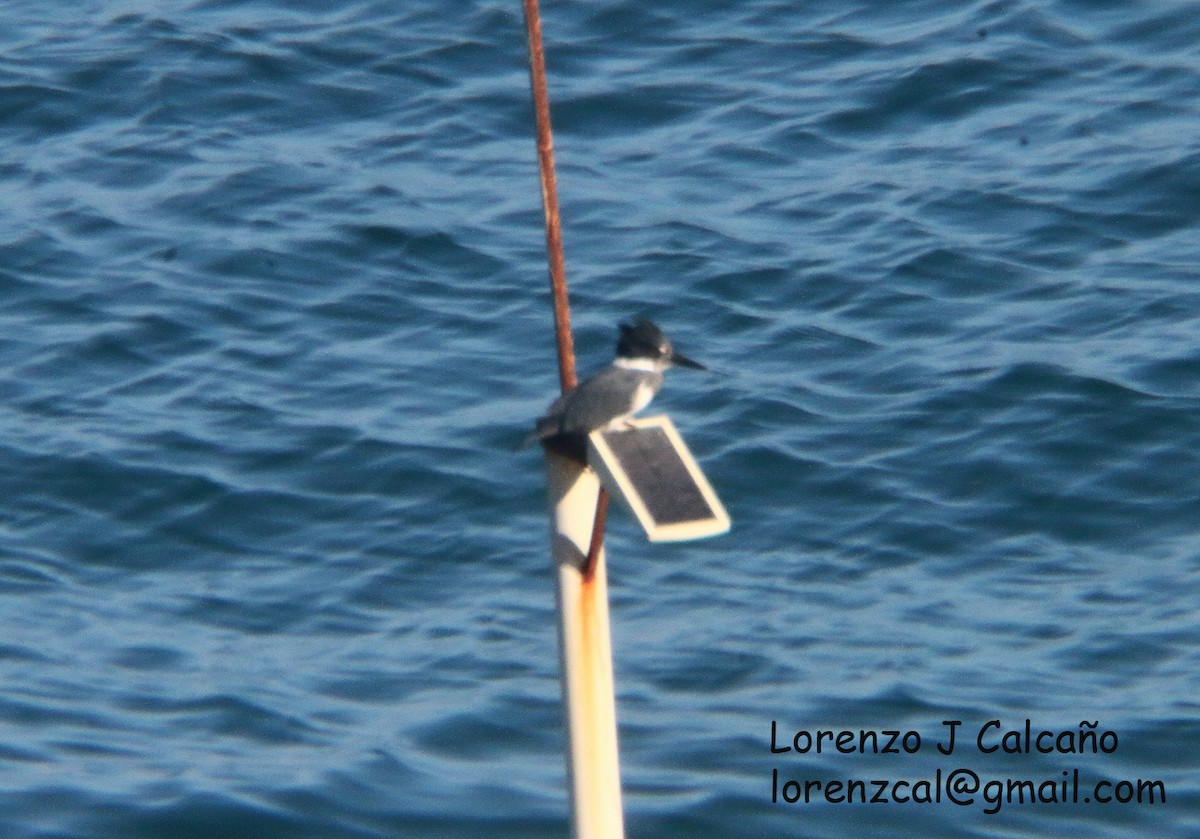 Belted Kingfisher - ML388461561