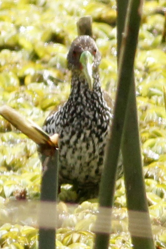 Spotted Rail - ML38846421