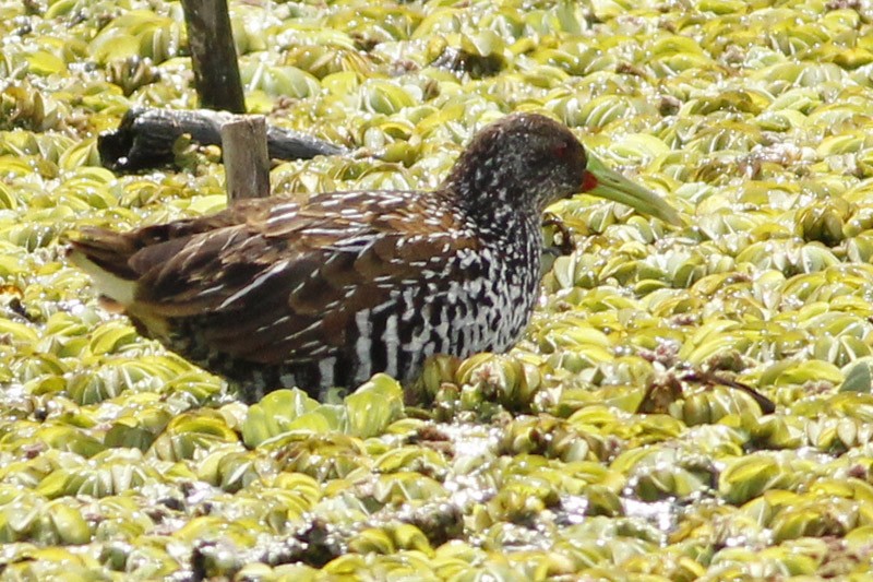 Spotted Rail - ML38846441