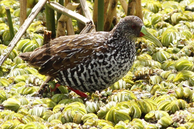 Spotted Rail - ML38846461