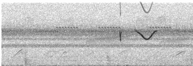 Spot-tailed Nightjar - ML388468351