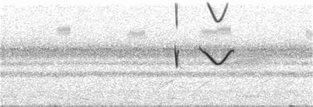 Spot-tailed Nightjar - ML388468391