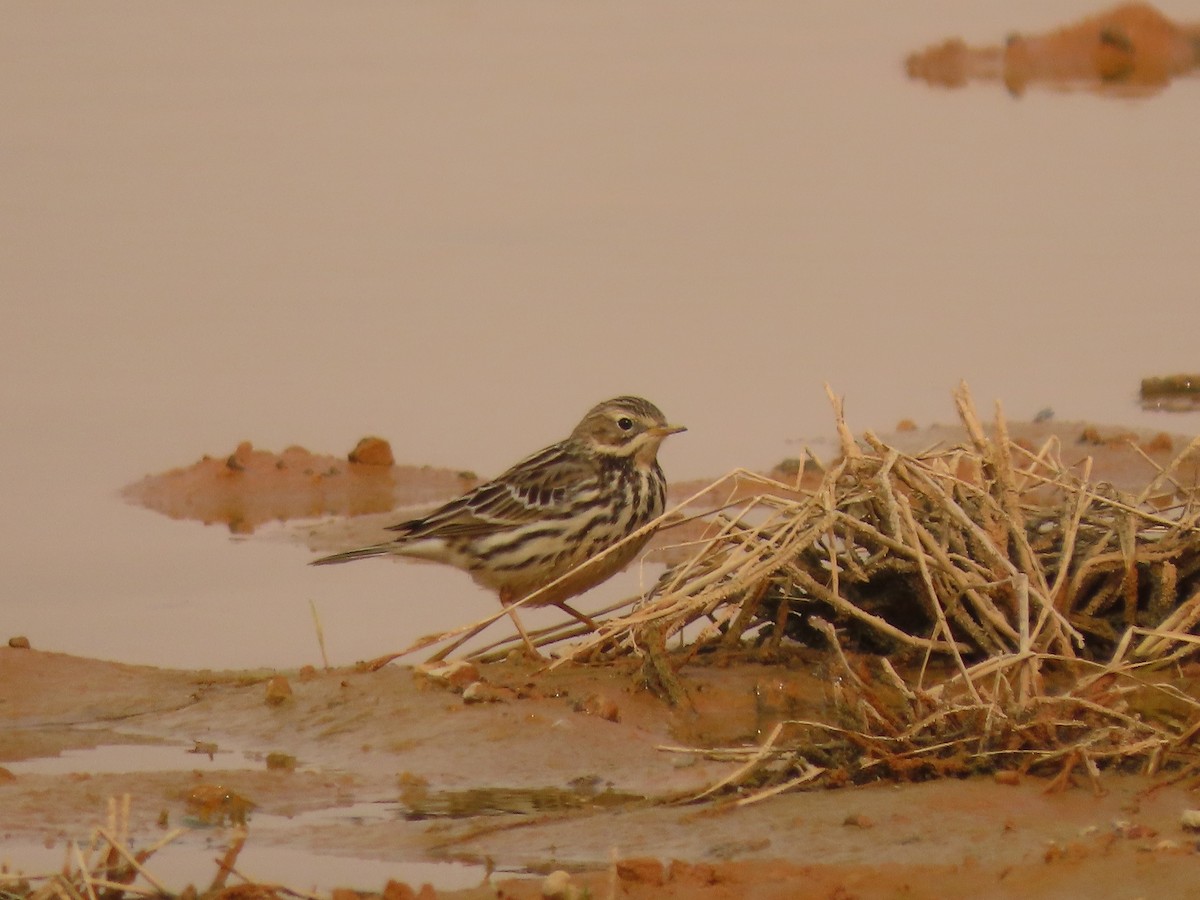 Red-throated Pipit - Gregory Askew