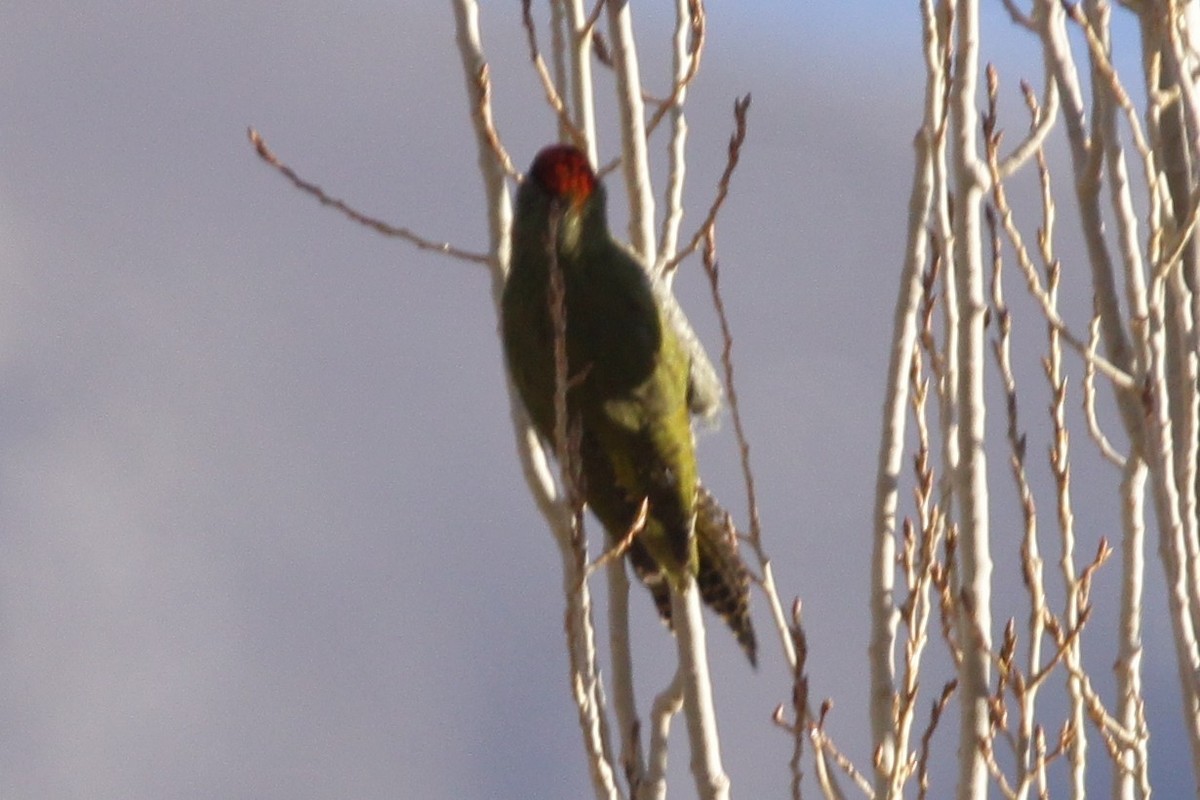 Scaly-bellied Woodpecker - ML388481351
