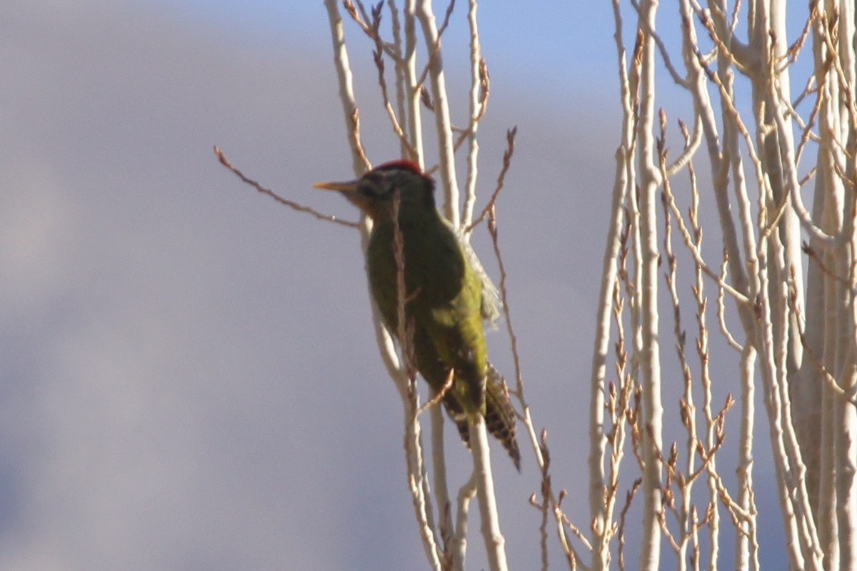 Scaly-bellied Woodpecker - Padma Gyalpo