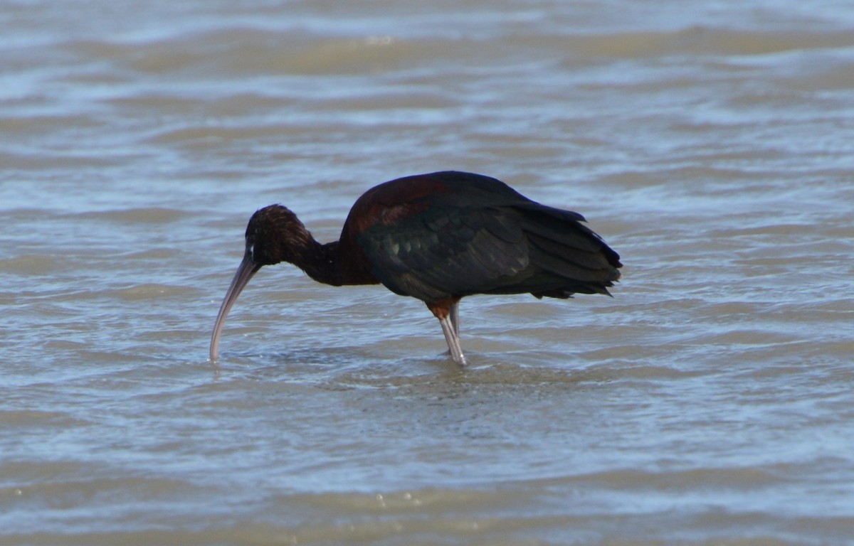 ibis hnědý - ML388481801