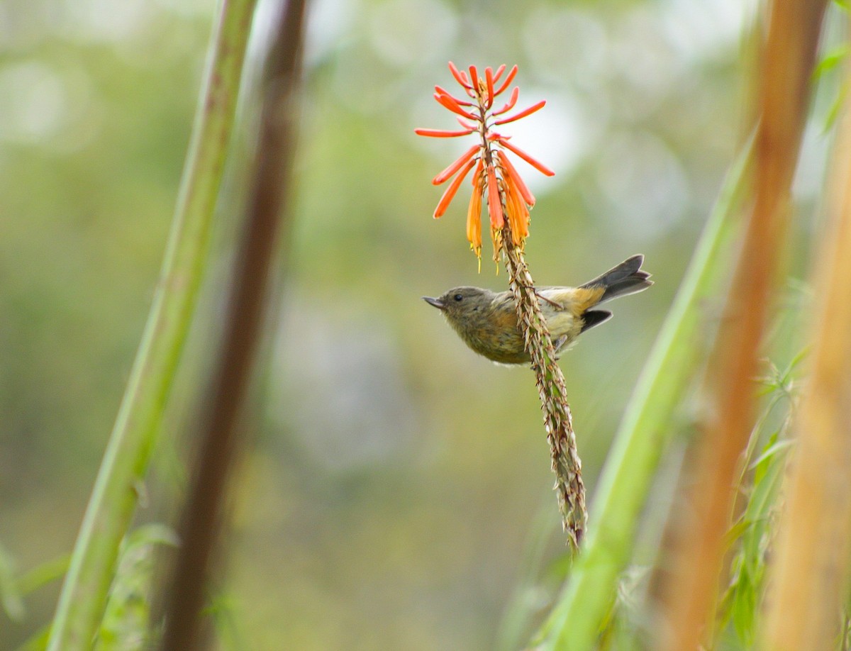 Cinnamon-bellied Flowerpiercer - Esteban Matías (birding guide) Sierra de los Cuchumatanes Huehuetenango esteban.matias@hotmail.com                             +502 53810540