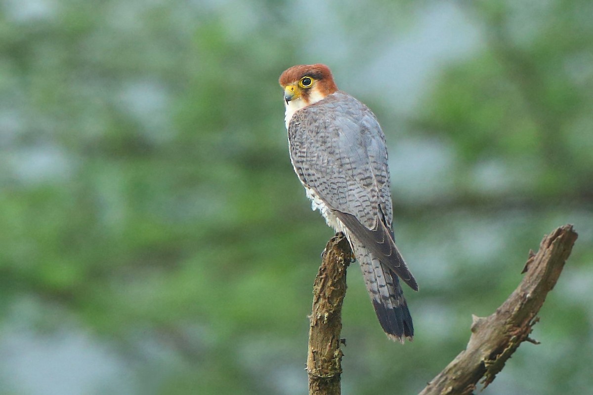 Red-necked Falcon - ML388483201