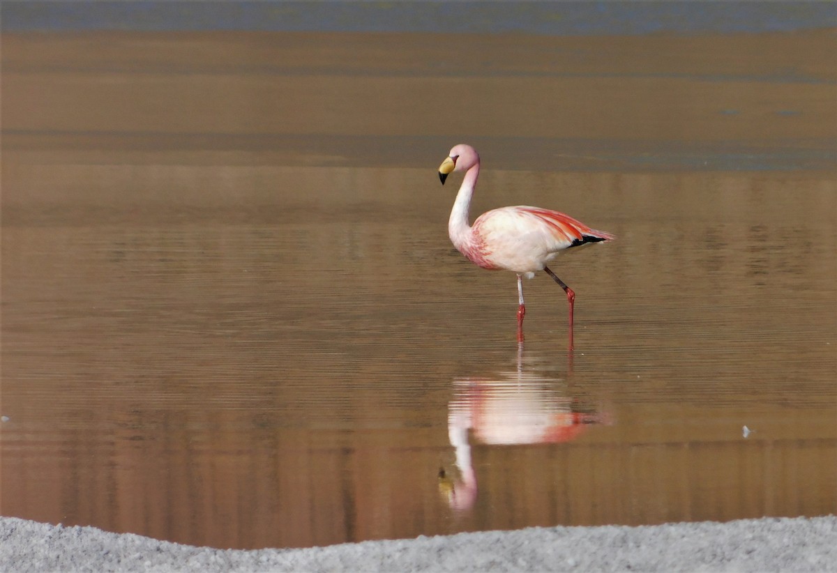 James's Flamingo - Nicolás Bejarano