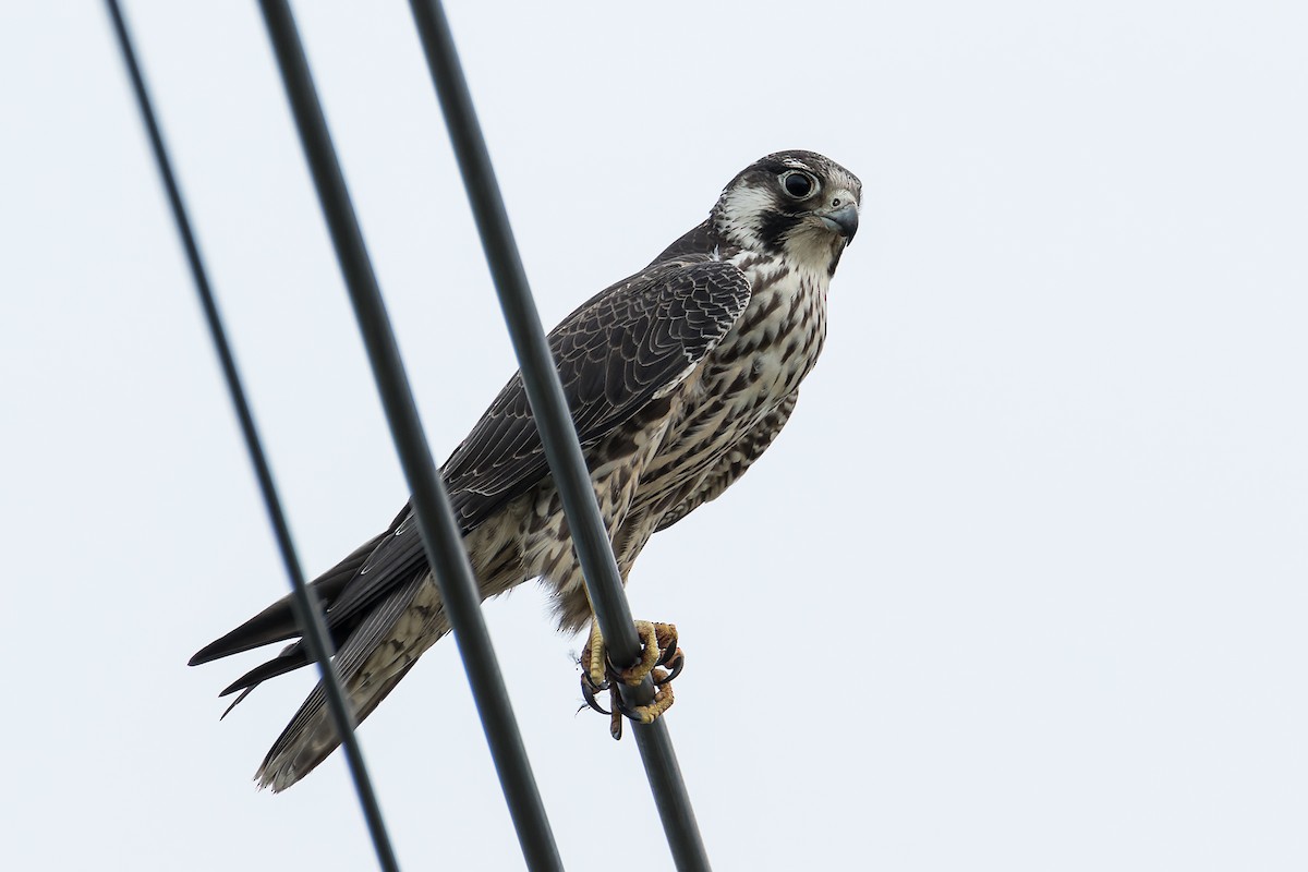 Peregrine Falcon (Eurasian) - ML388484271