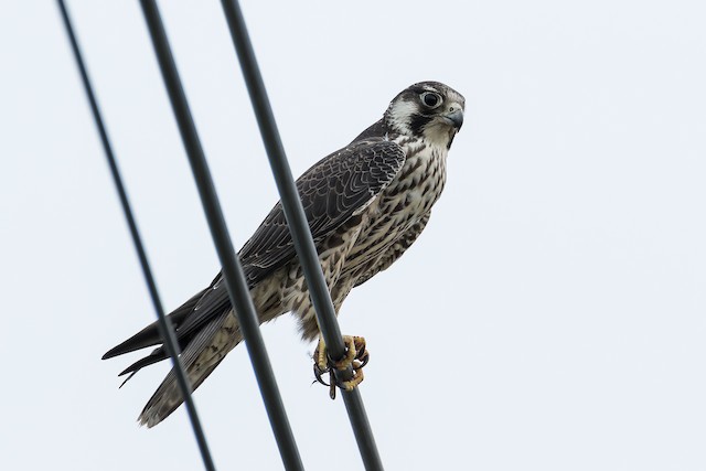 Similar species: Peregrine Falcon (<em class="SciName notranslate">Falco peregrinus</em>). - Peregrine Falcon (Eurasian) - 