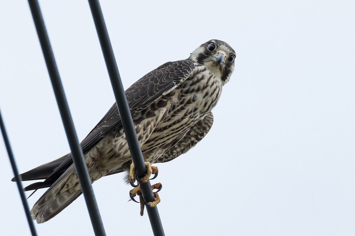 Peregrine Falcon (Eurasian) - Rongrong Angkaew
