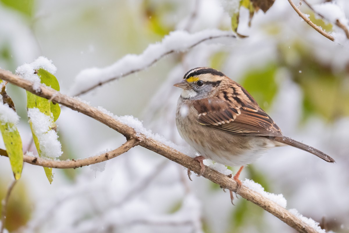 White-throated Sparrow - ML388484671