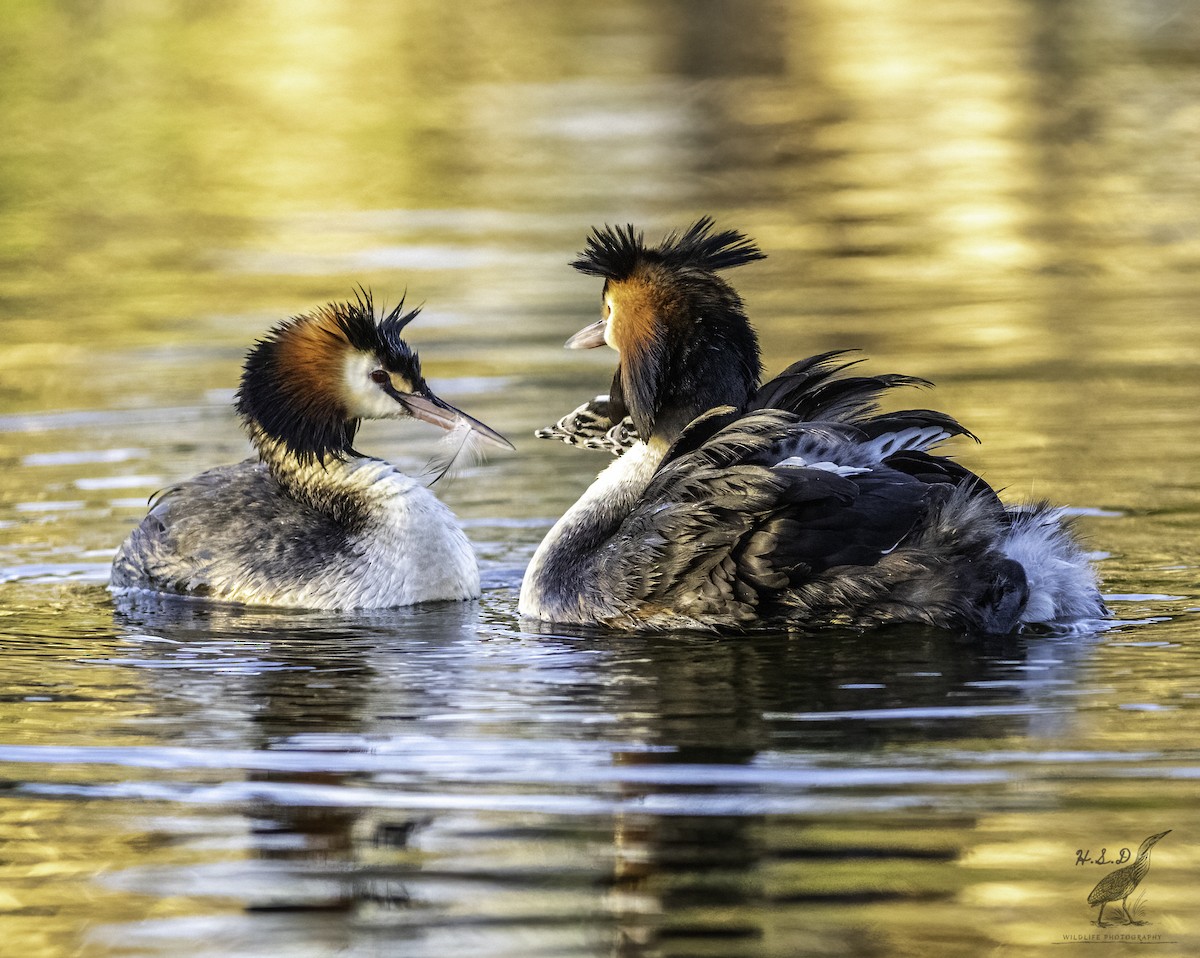 Great Crested Grebe - ML388488371