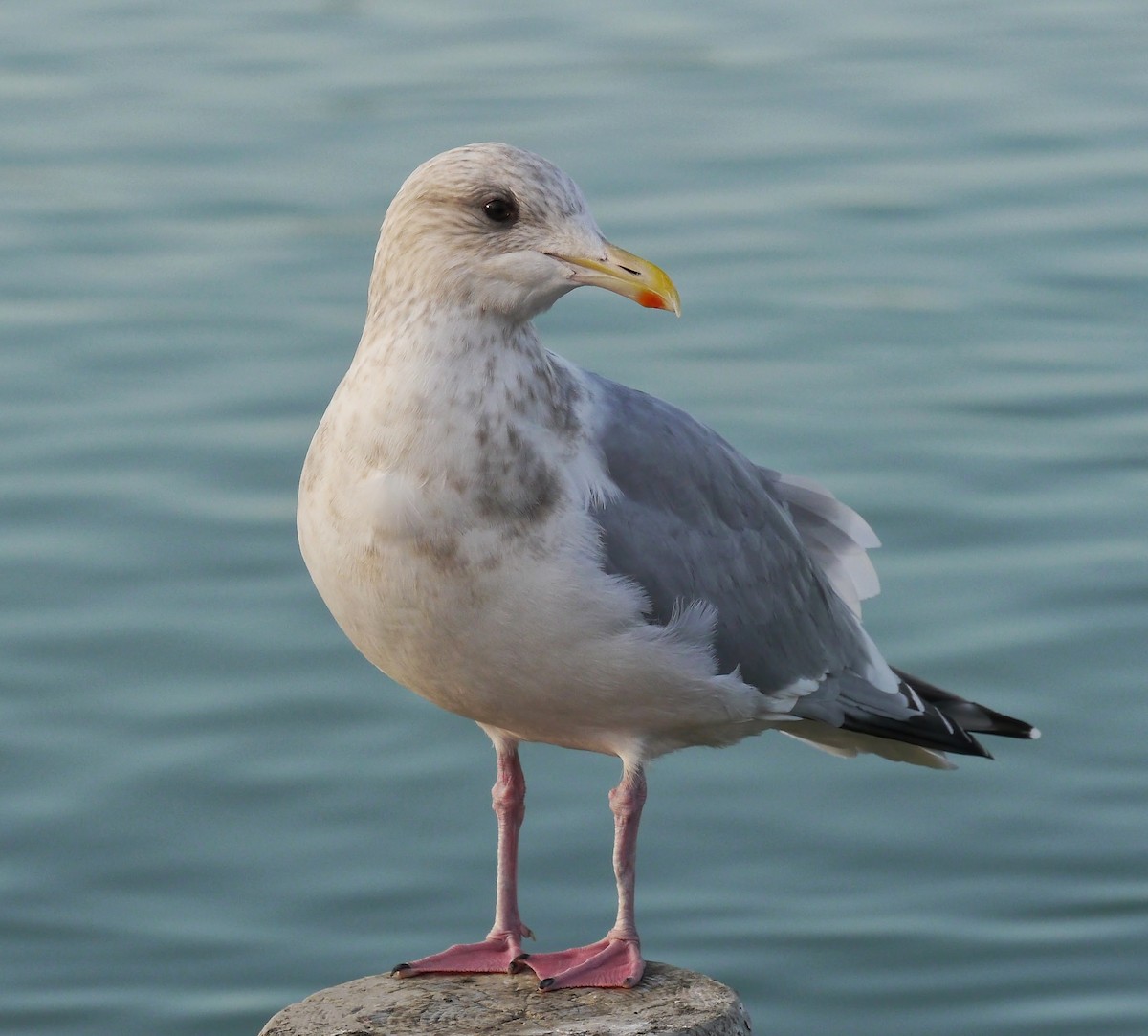 Iceland Gull (Thayer's) - David Diller