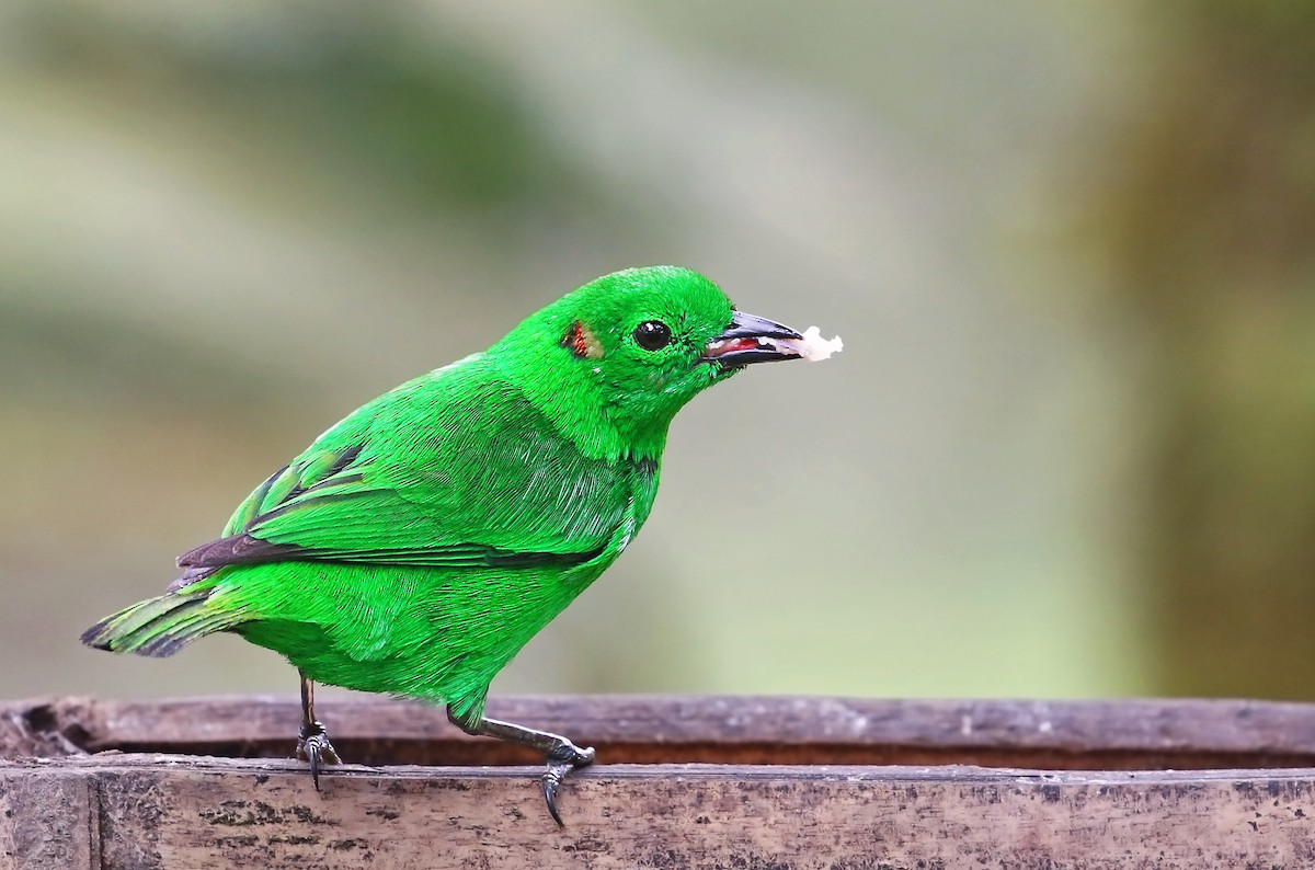 Glistening-green Tanager - Andrew Spencer