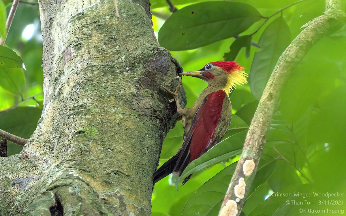 Crimson-winged Woodpecker - Kittakorn Inpang