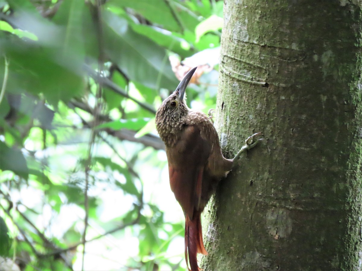 Strong-billed Woodcreeper - ML388498641