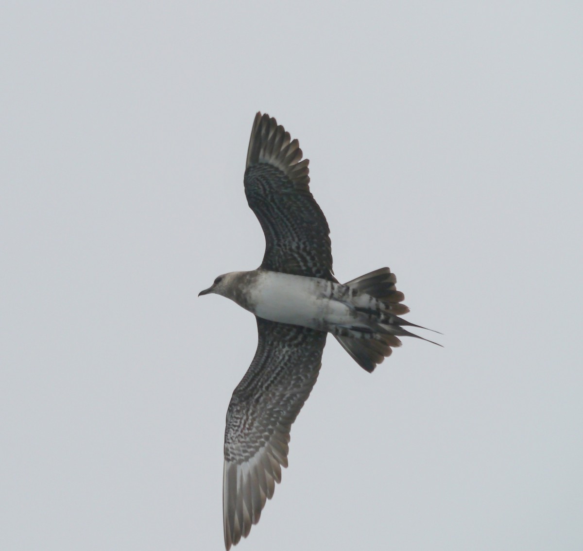 Long-tailed Jaeger - ML388499341