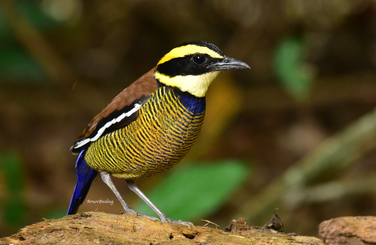 Javan Banded-Pitta - ML388500431