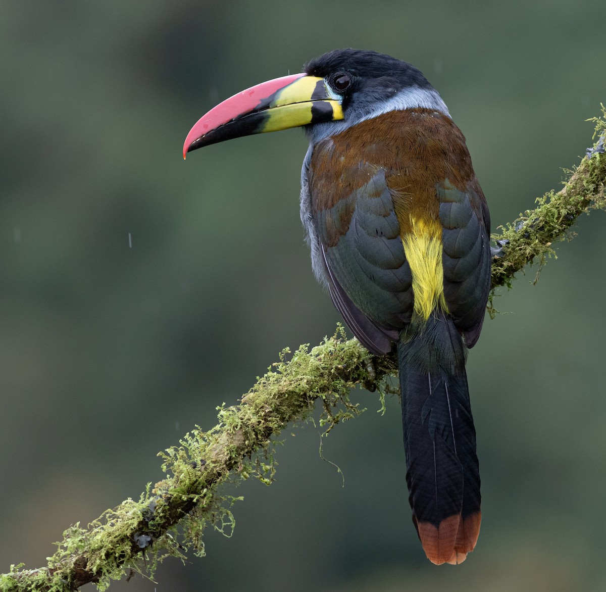 Gray-breasted Mountain-Toucan - ML388502201