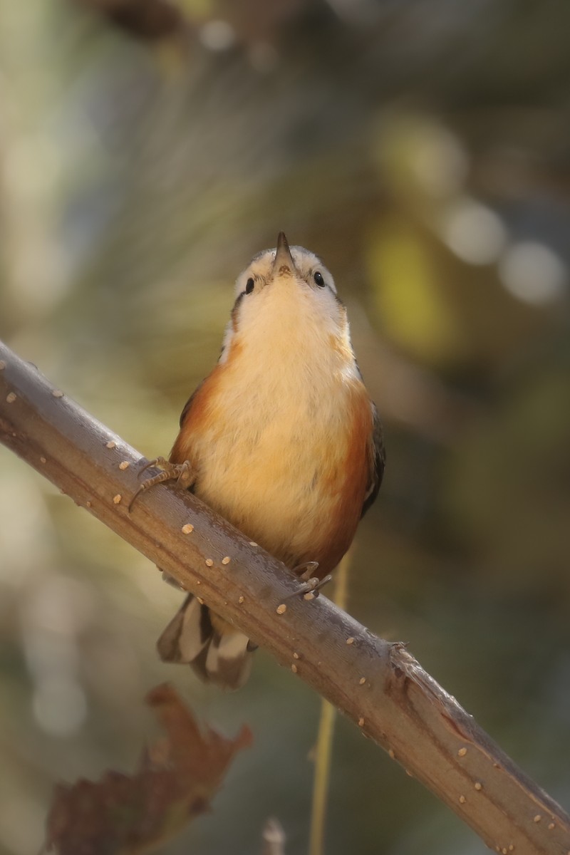 White-browed Nuthatch - ML388506781