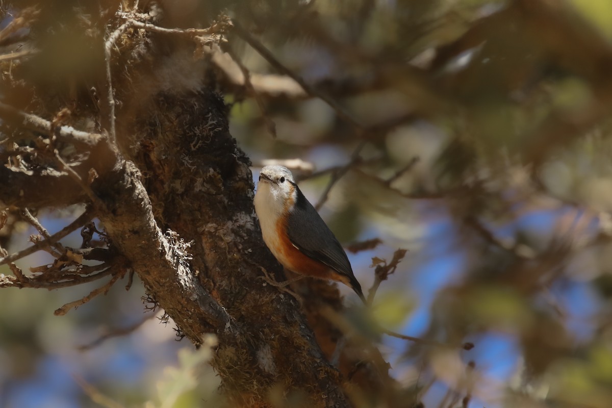 White-browed Nuthatch - ML388506811