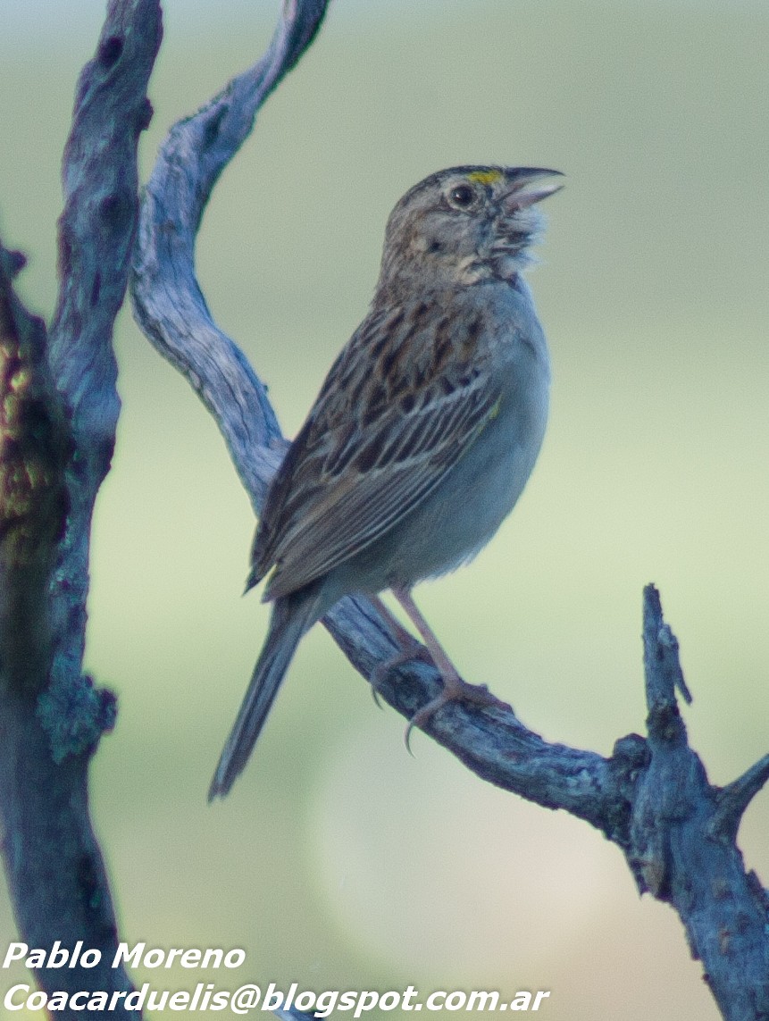 Grassland Sparrow - Pablo Moreno