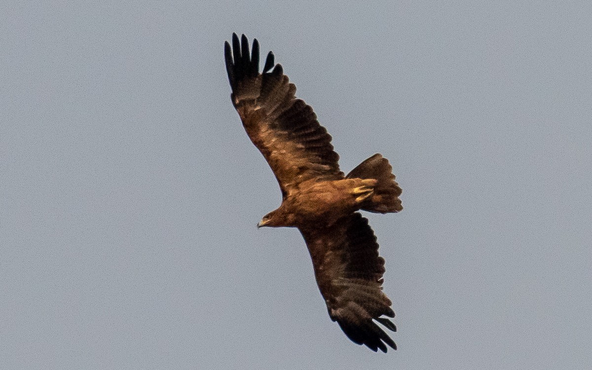 Tawny Eagle - Eero Rasi