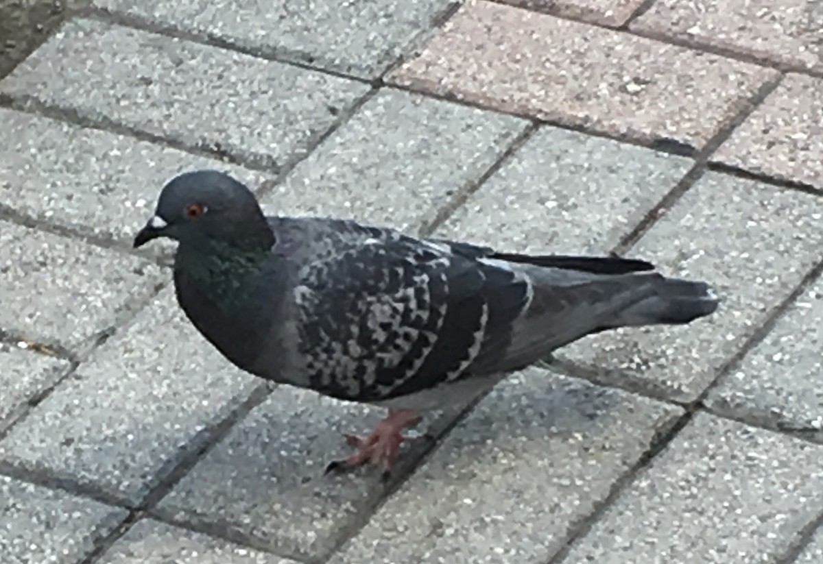 Rock Pigeon (Feral Pigeon) - Max Wilson