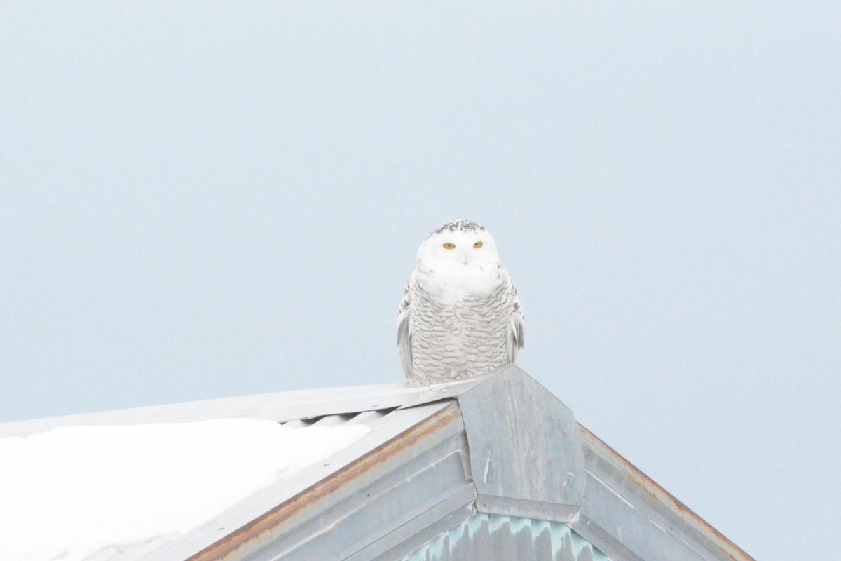 Snowy Owl - ML388517171
