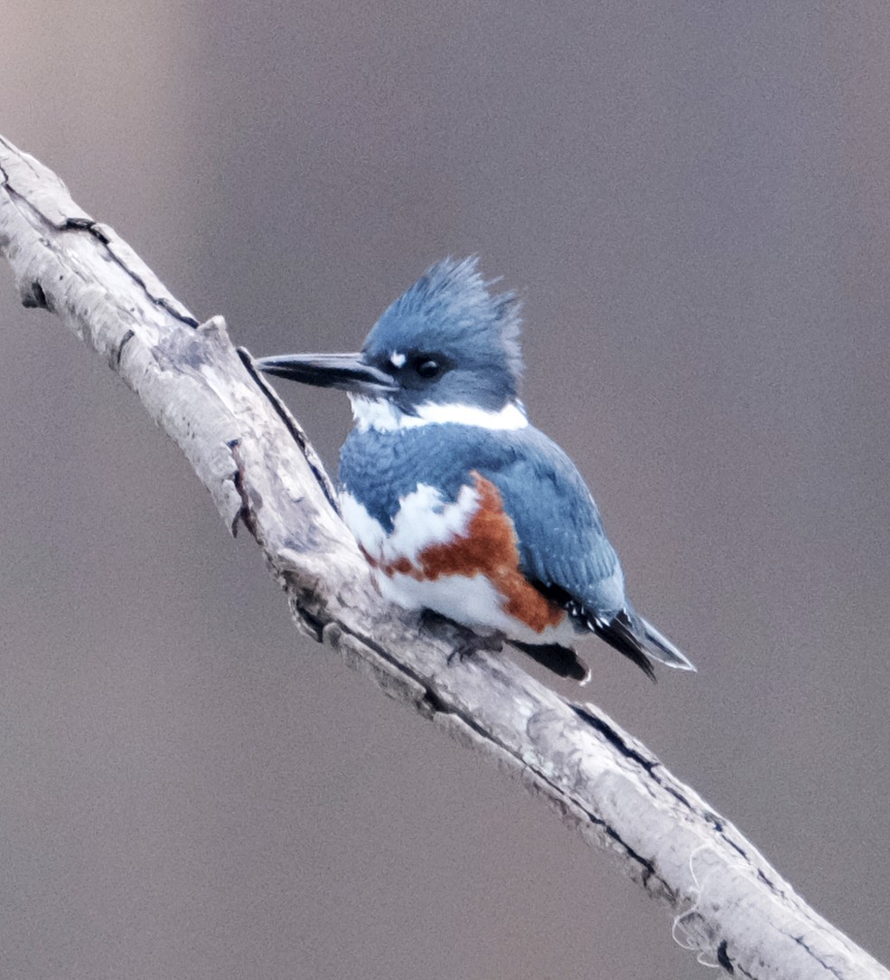 Belted Kingfisher - ML388518341