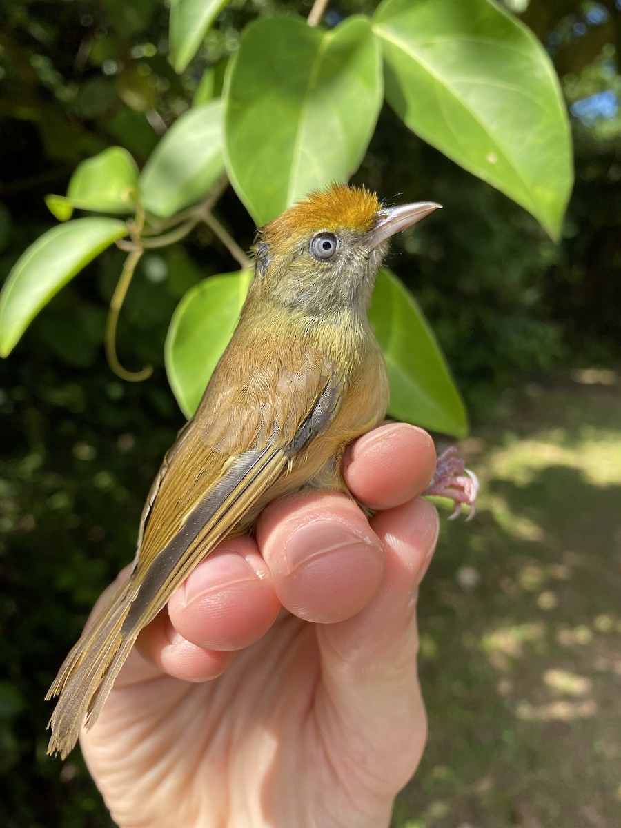Tawny-crowned Greenlet - ML388519611