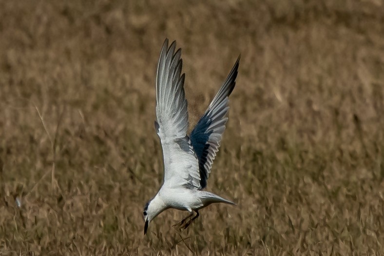 Gull-billed Tern - Vivek Saggar