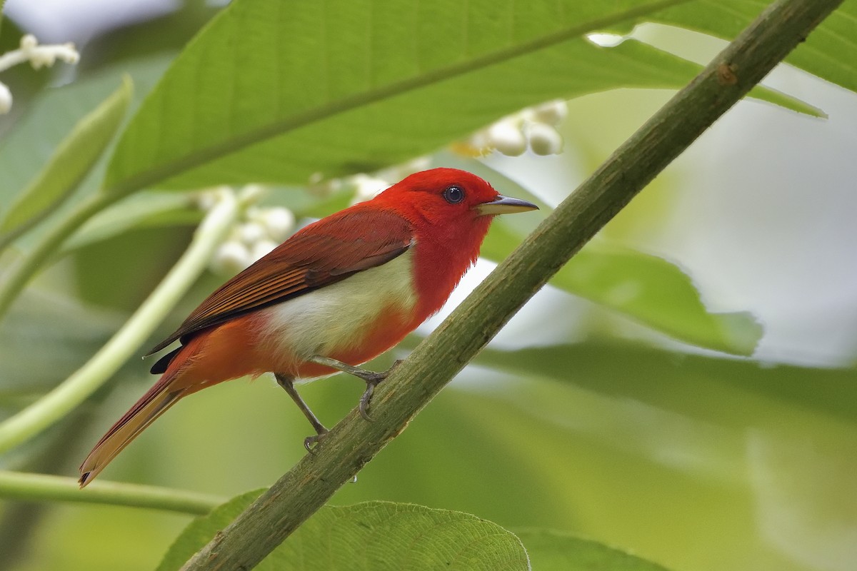 Scarlet-and-white Tanager - Paul Maury