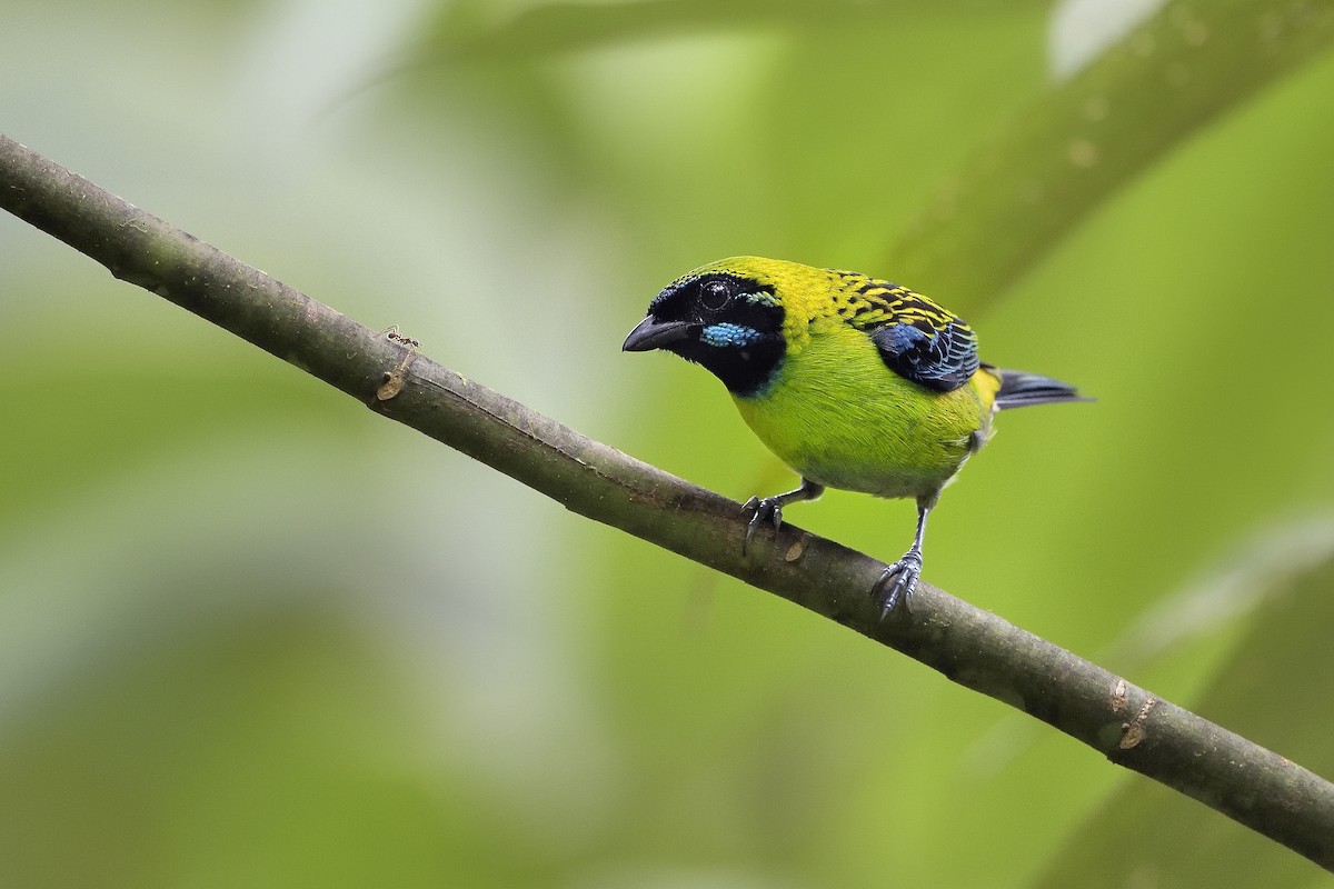 Blue-whiskered Tanager - Paul Maury
